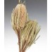 BANKSIA HOOKERANA Natural 12"-18"  BULK